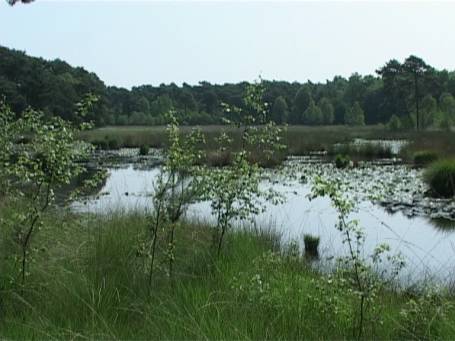 Arcen und Velden NL : Maasdünen, in der Gemeinde Arcen und Velden liegt das Naturschutzgebiet ( NSG ) Ravenvennen. Im Ortsteil Lomm, am Ende des Industriegebietes Spikweien befindet sich ein Parkplatz, von dort führen ausgeschilderte Wanderrouten zu den Ravenvennen.